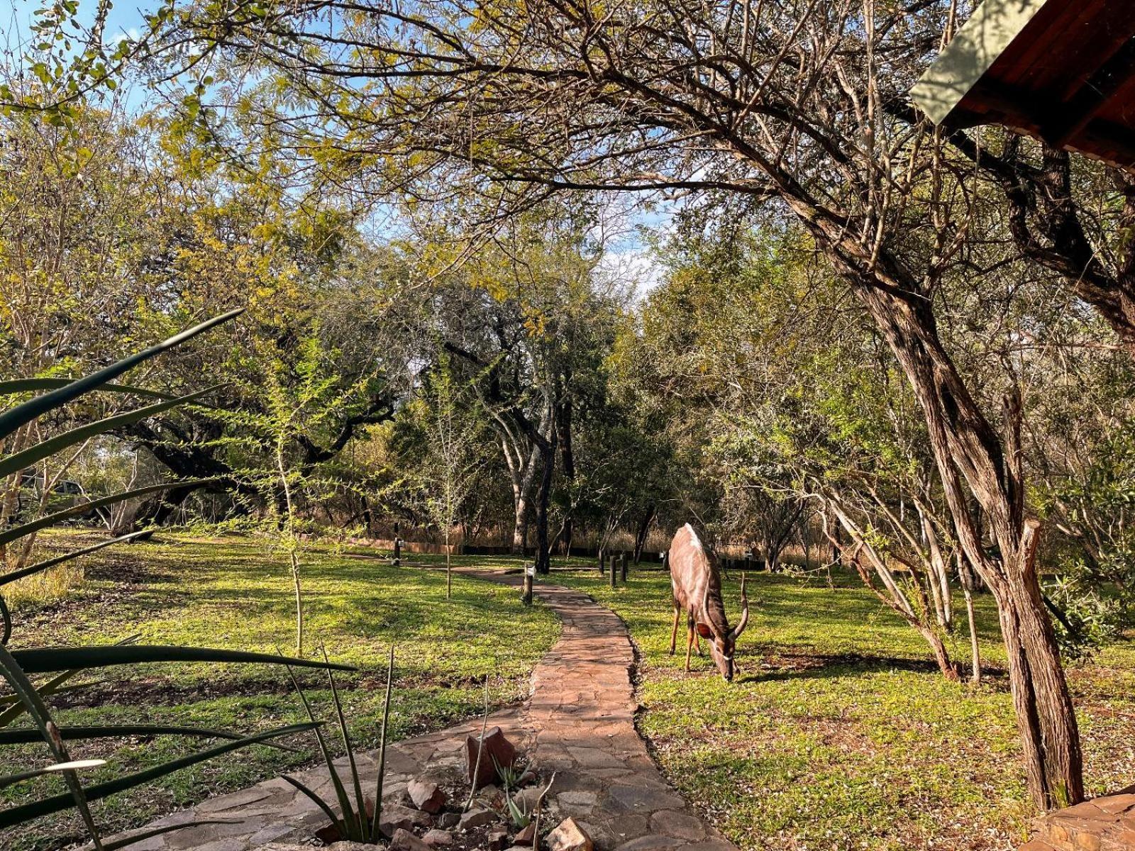 Mbuluzi Game Reserve Simunye Номер фото