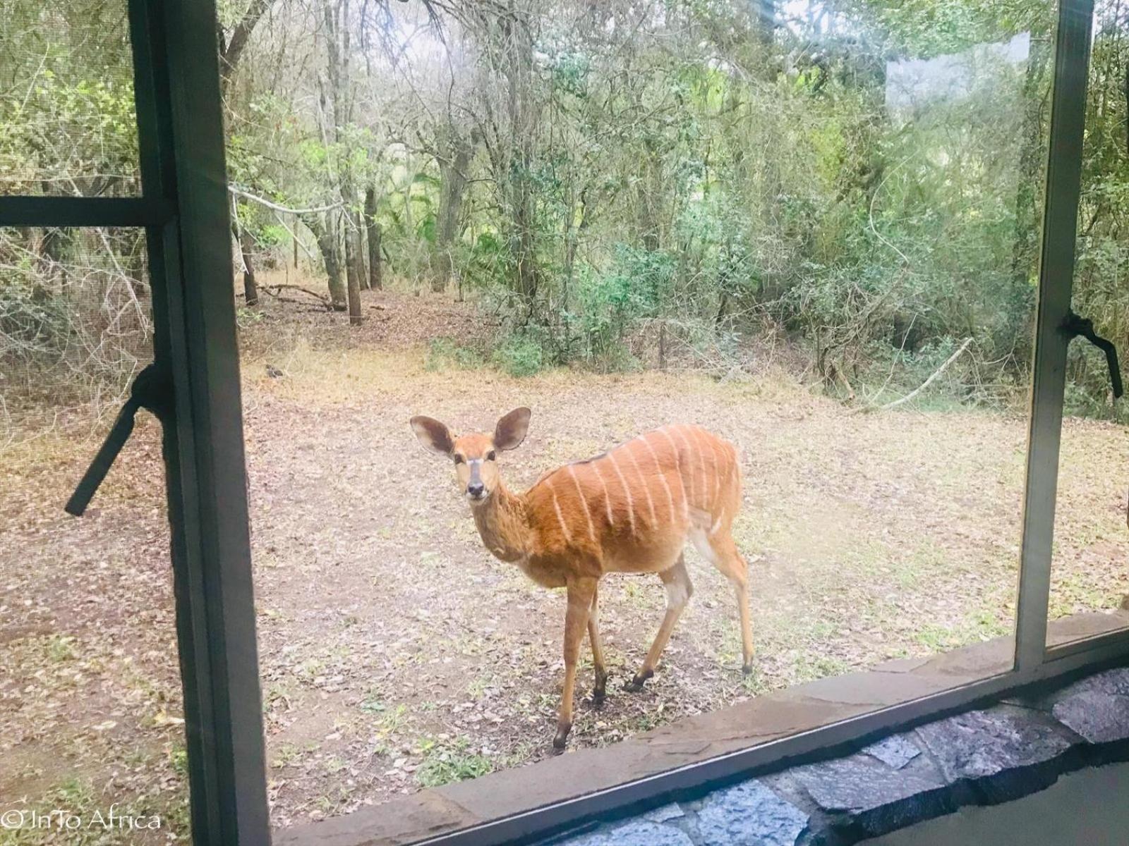 Mbuluzi Game Reserve Simunye Номер фото